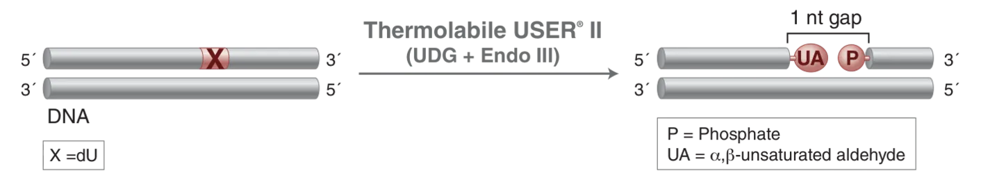 Mechanism of Thermolabile USER® II