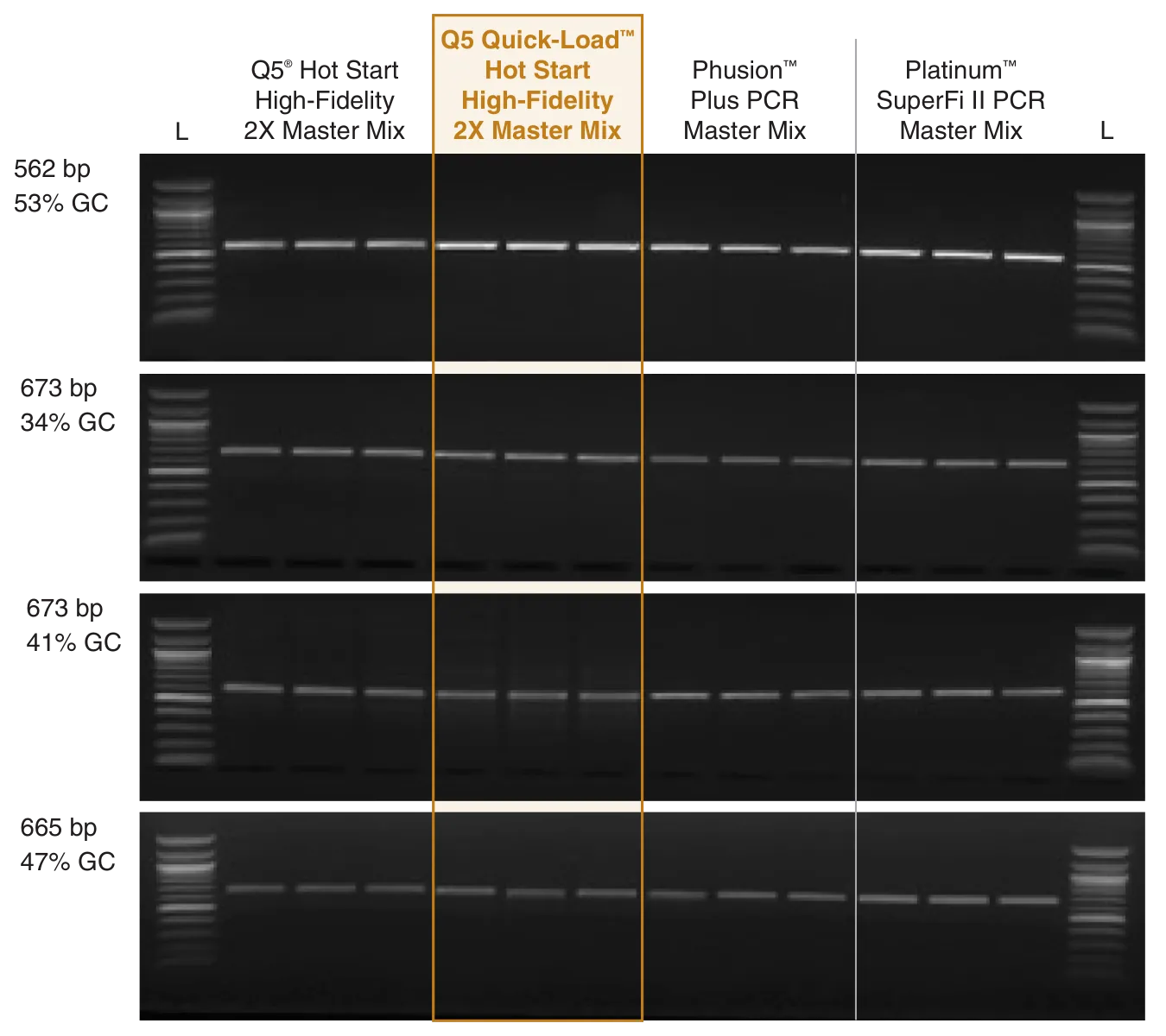 Gel depicting robust amplification of targets of different lengths and different GC content with Q5 Quick-Load Hot Start High-Fidelity DNA Polymerase