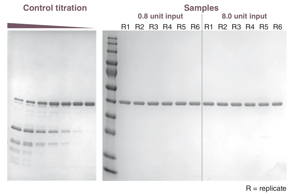 Gel demonstrating Proteinase K cleanup of two sample sizes using Monarch® Spin High-Capacity DNA Cleanup Kit