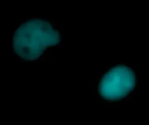 CHO-K1 expressing nuclear histone SNAP-H2B (H2B-SNAP)