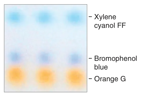 TriDye™ Ultra Low Range DNA Ladder: Dye migration