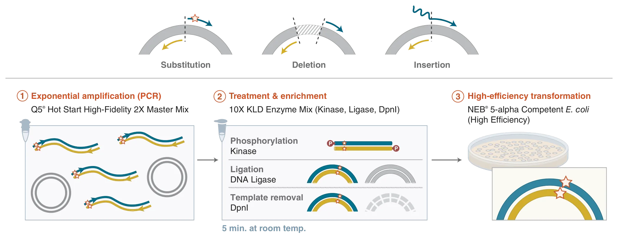 Overview of Q5® Site-directed Mutagenesis (SDM) workflow