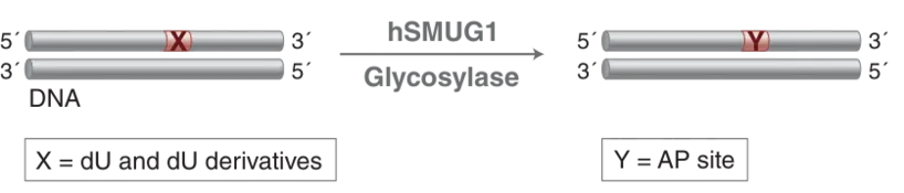 Diagram of mechanism
