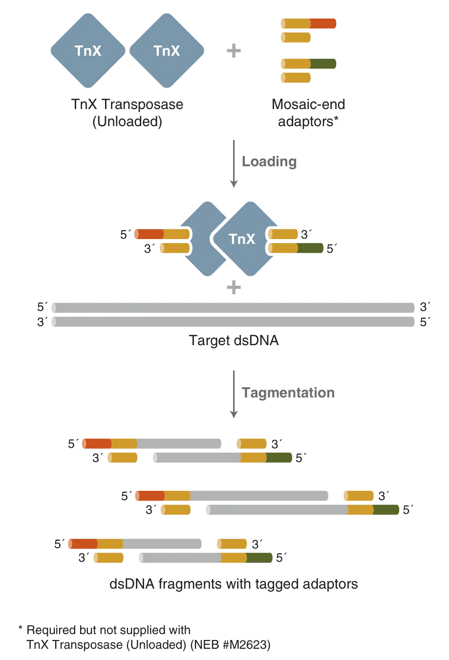 TnX Transposase workflow with loading followed by tagmentation