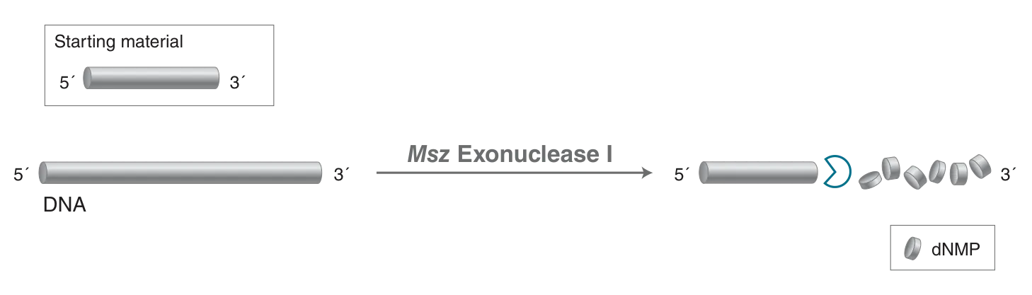 Mechanism for Msz Exonuclease I