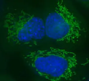 U-2 OS cells transiently transfected with pSNAP-Cox8A