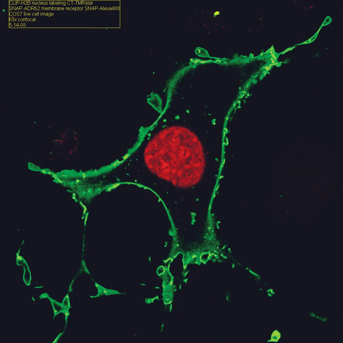 Live COS-7 expressing pCLIP-H2B and pSNAP-ADRβ2 labeled with CLIP-Cell TMR-Star and SNAP-Alexa Fluor® 488