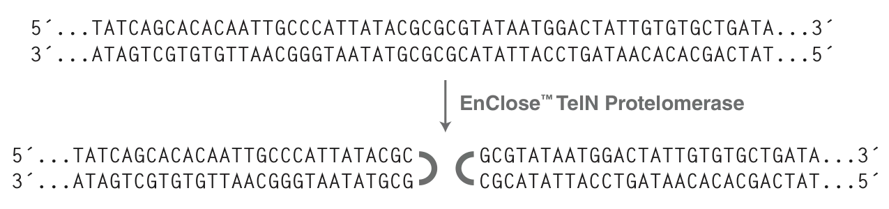 Mechanism of EnClose TelN Protelomerase, which forms covalently closed ends