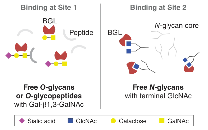 Mechanism of Boletopsis grisea Lectin (BGL)