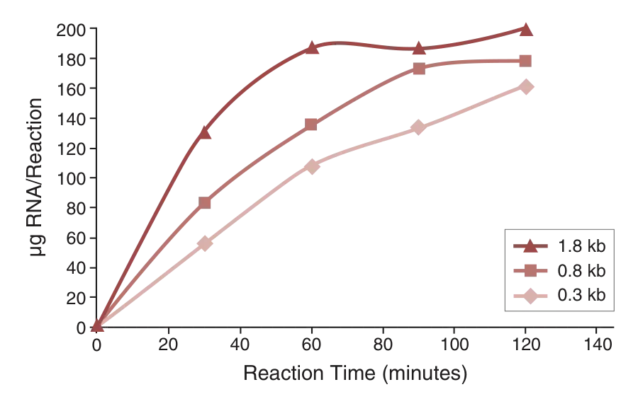Line graph of RNA synthesis yield versus reaction time