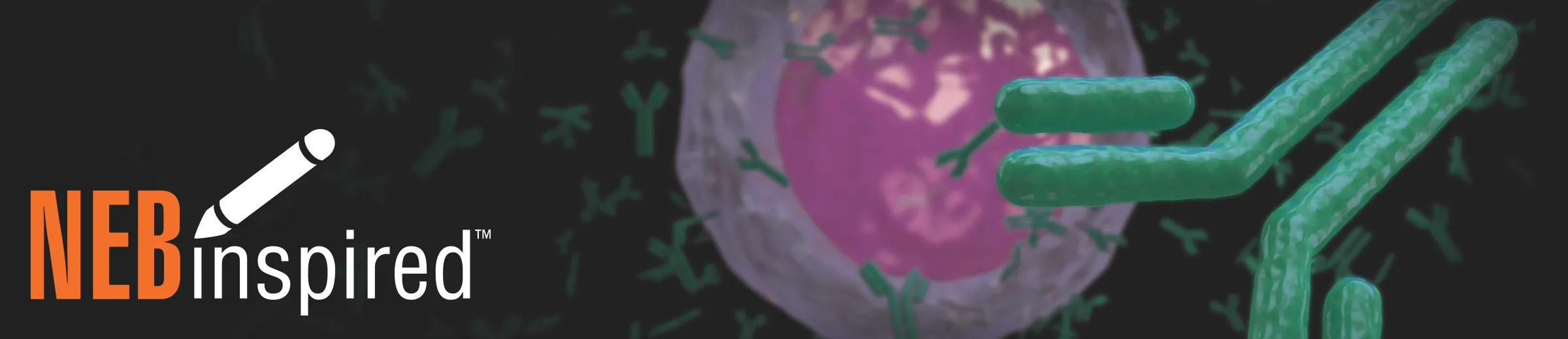 B lymphocyte white blood cell producing antibodies, with NEBinspired logo
