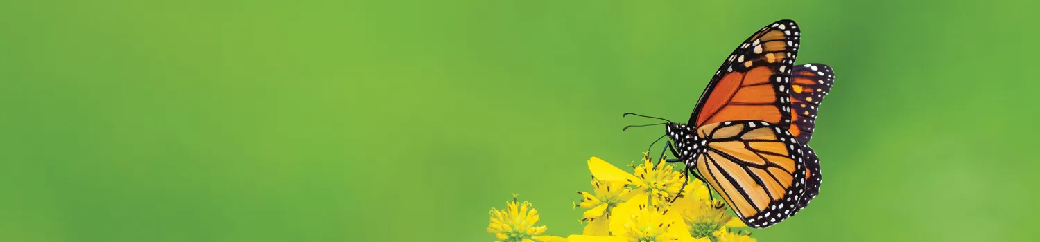 Monarch butterfly sitting on yellow flowers with green background