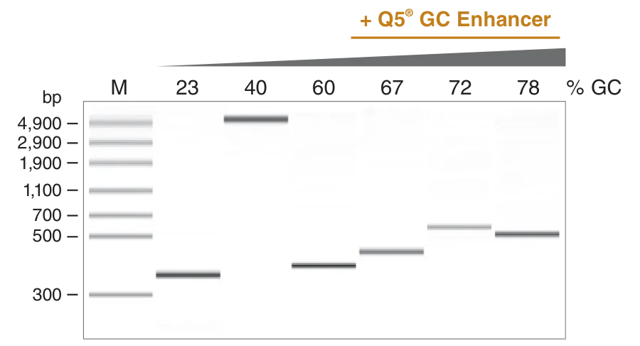 Gel depicting the performance of Q5® High-Fidelity DNA Polymerase for human amplicons with increasing GC content and inclusion of Q5 GC Enhancer