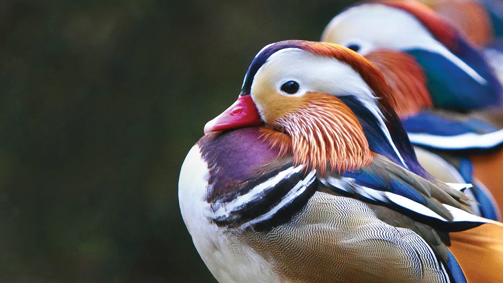 Mandarin ducks in a row