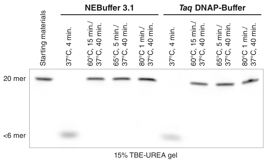 Gel comparing NEBuffer 3.1 and Taq DNAP-Buffer for Thermolabile Exonuclease I