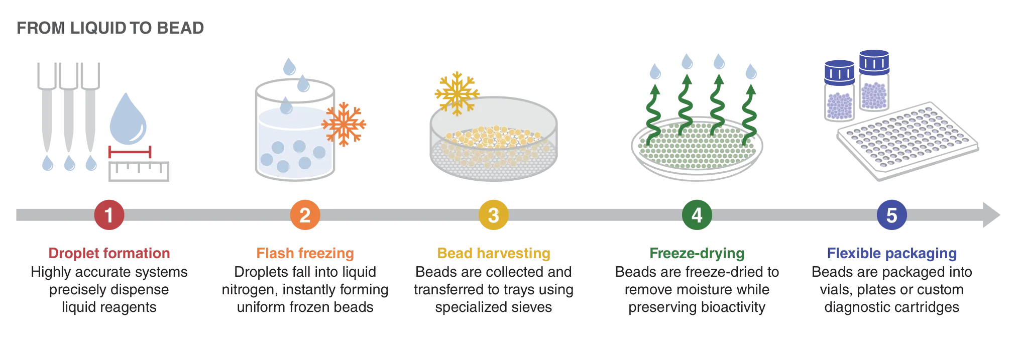 Lyophilization beads (lyo beads) production steps