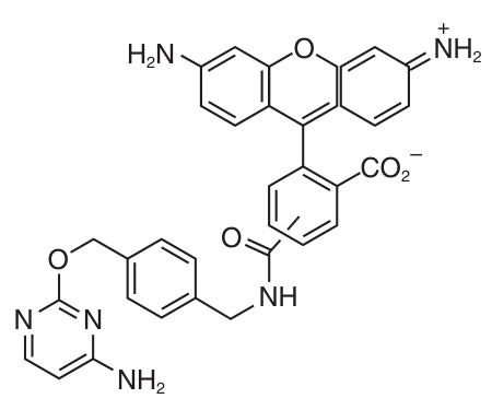 CLIP-Cell™ 505 structure