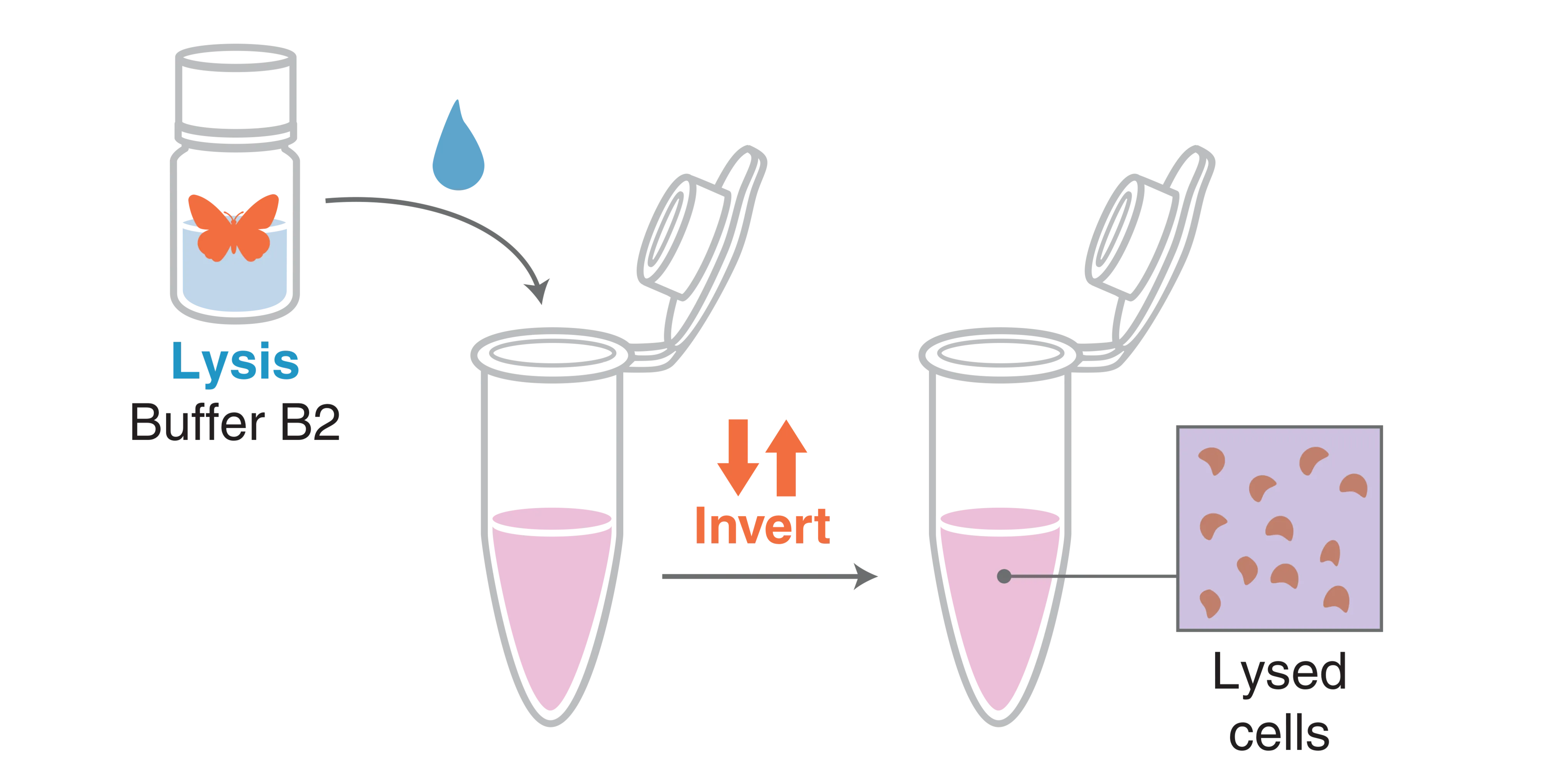 Infographic showing the lyse step