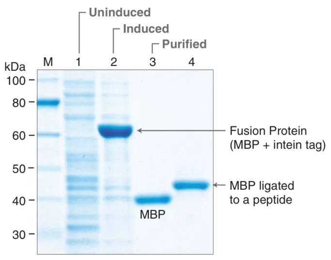 Gel depicting purification of MBP