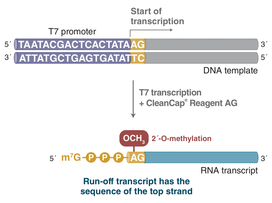 Schematic of transcription using HiScribe® T7 mRNA Kit with CleanCap® Reagent AG