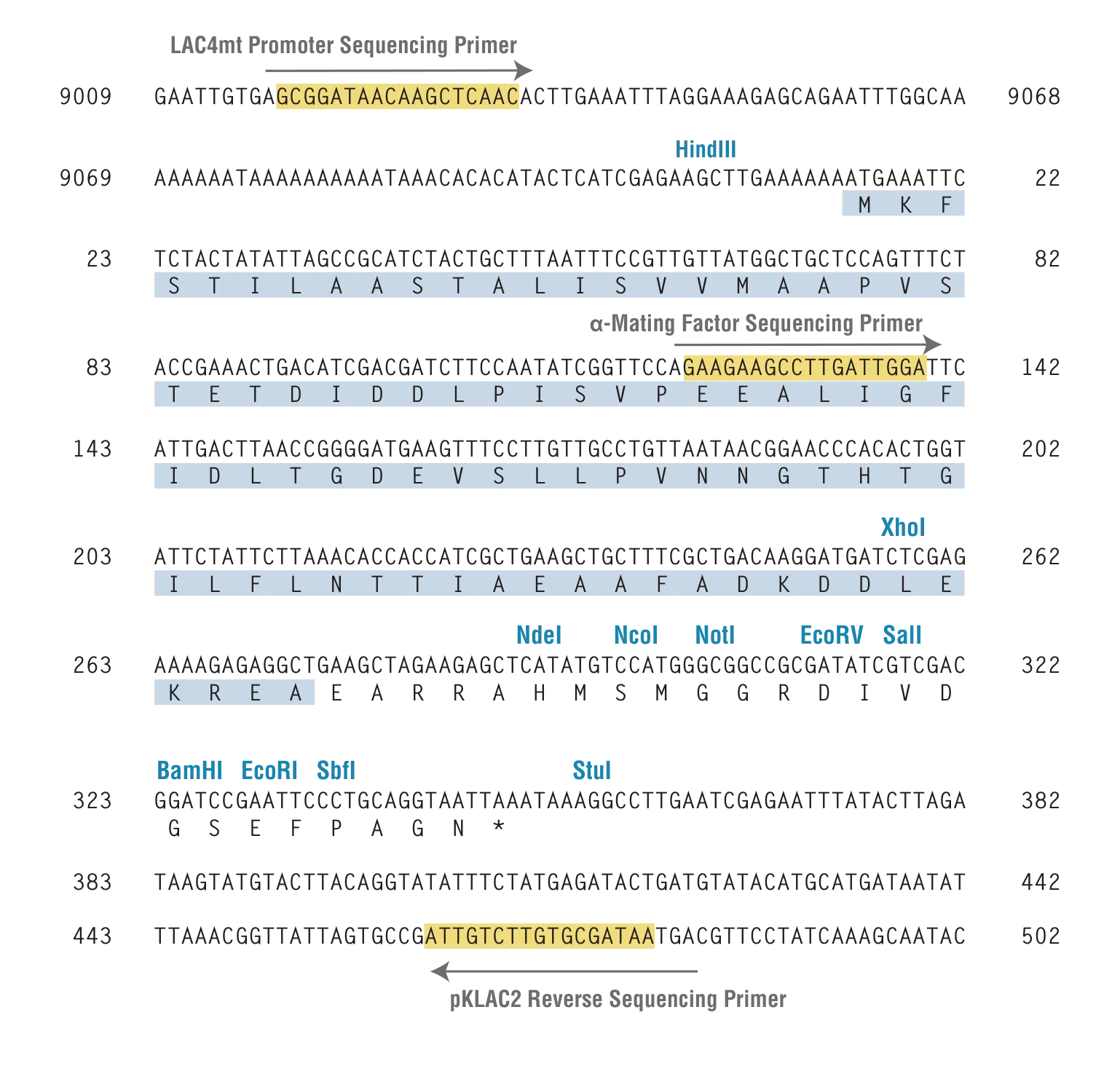 K. lactis sequence