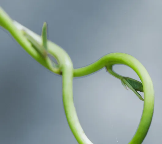 Closeup of twisted vine with loop