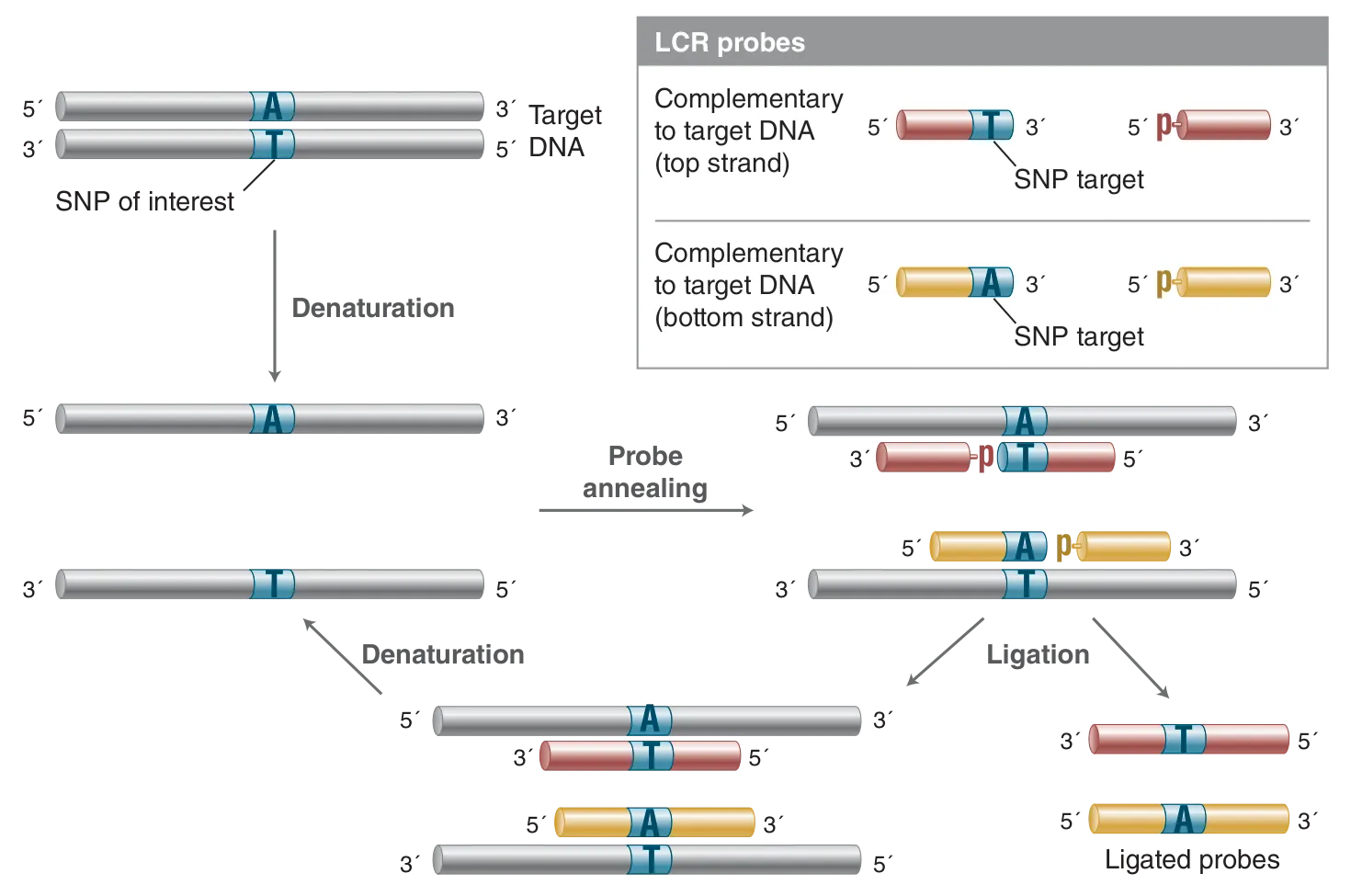 Ligase Chain Reaction – LCR – workflow
