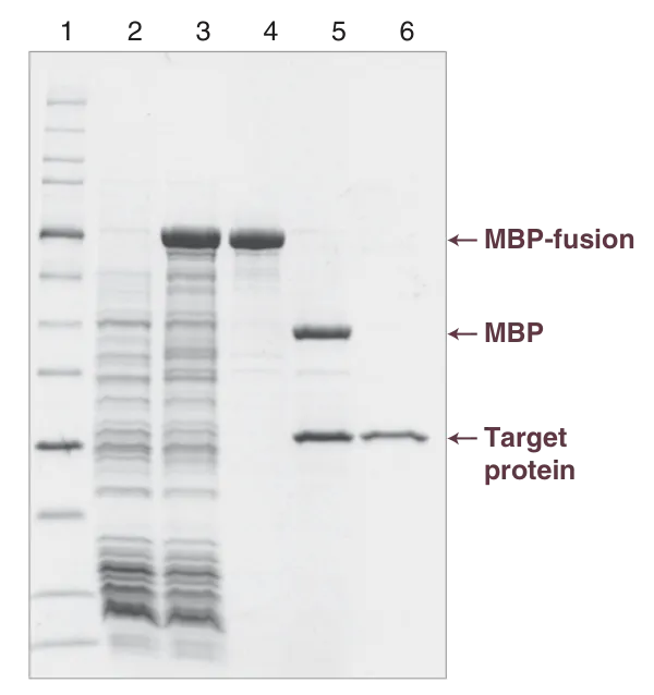 Gel showing protein synthesis using the NEBExpress® MBP Fusion and Purification System