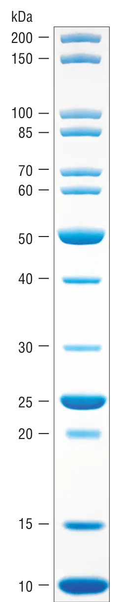 Unstained Protein Standard, Broad Range (10-200 kDa)