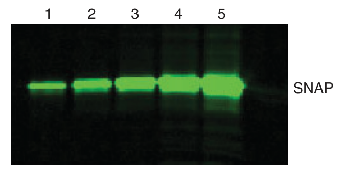 Gel showing SNAP bands on gel