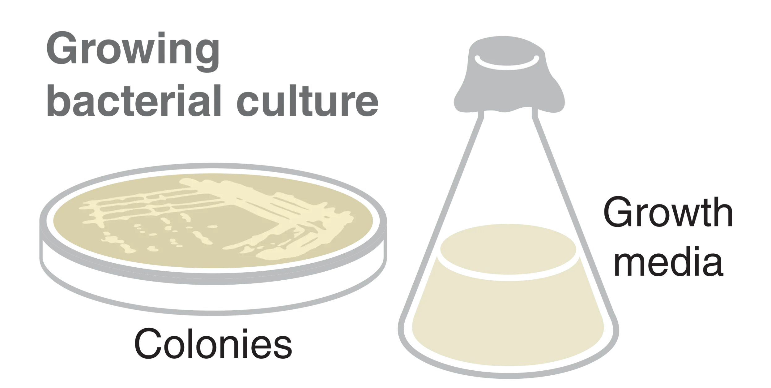 Illustration of bacterial culture in growth media