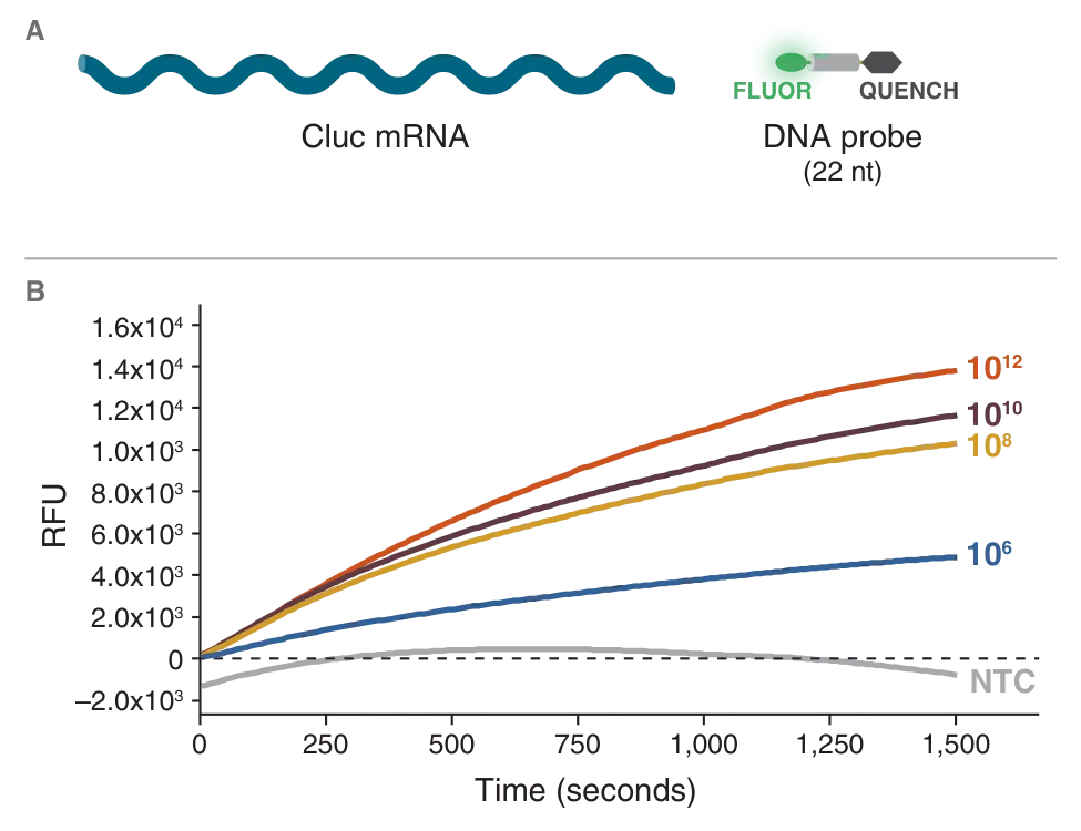 Diagram of DNA probe for Cluc mRNA and fluorescence comparison for IVT reaction