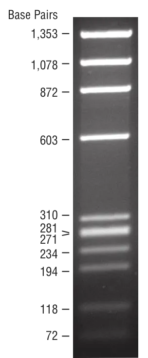 ϕX174 DNA-HaeIII Digest | NEB