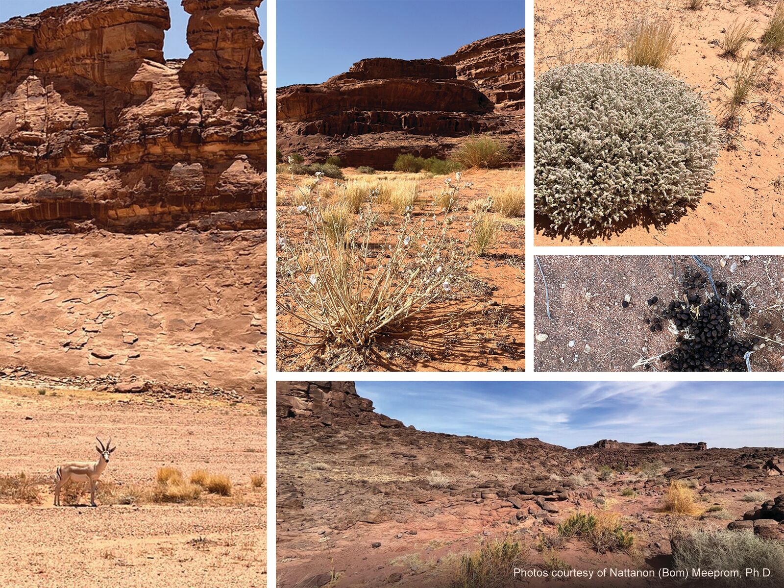 Photo collage of Sharaan Nature Reserve and Saudi Arabia. Photos courtesy of Nattanon (Bom) Meeprom, Ph.D..