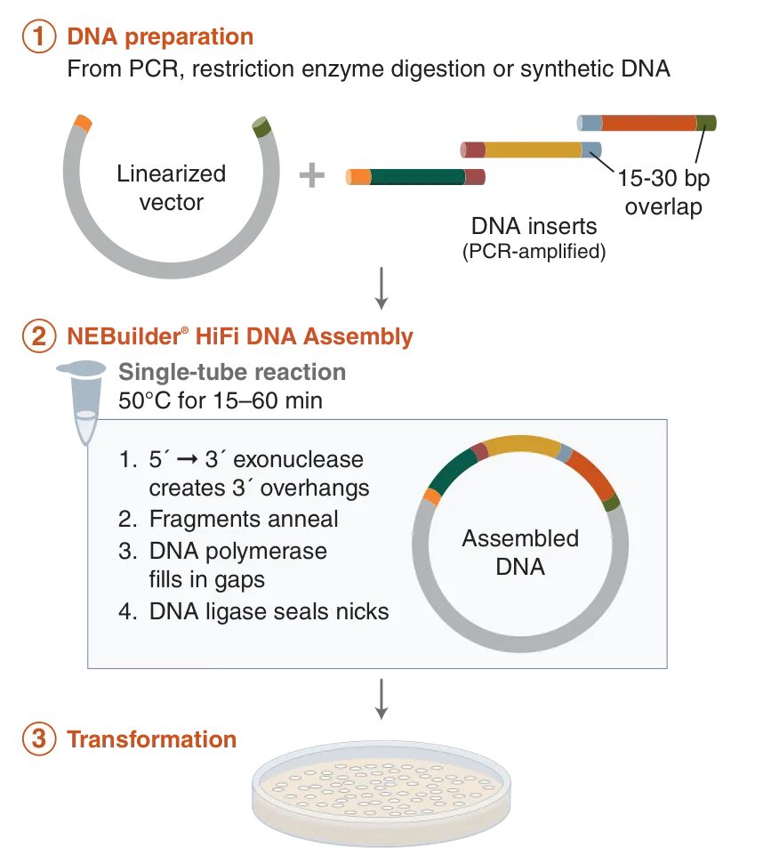 NEBuilder HiFi DNA assembly workflow