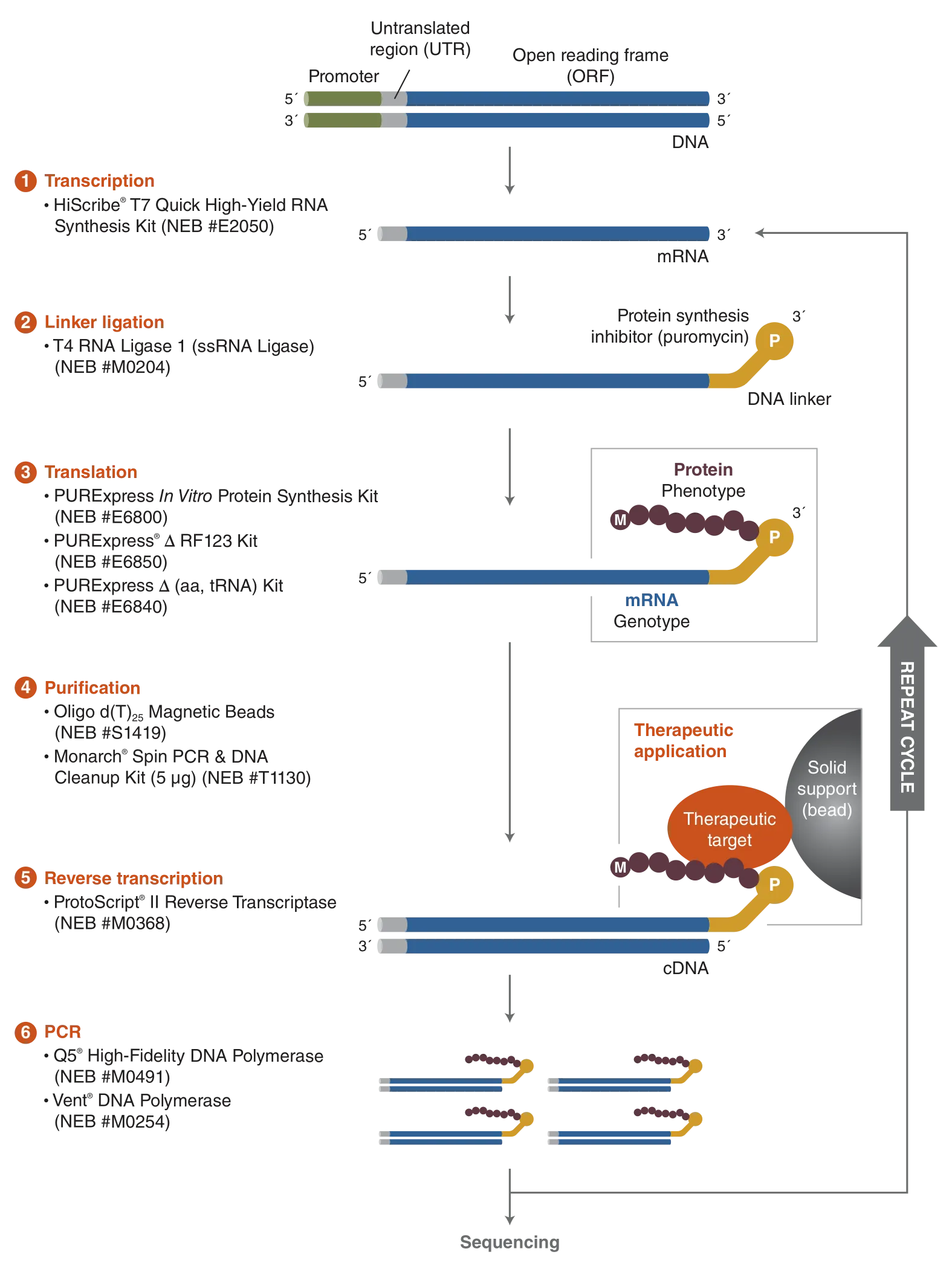 Workflow for mRNA Display Workflow for mRNA display