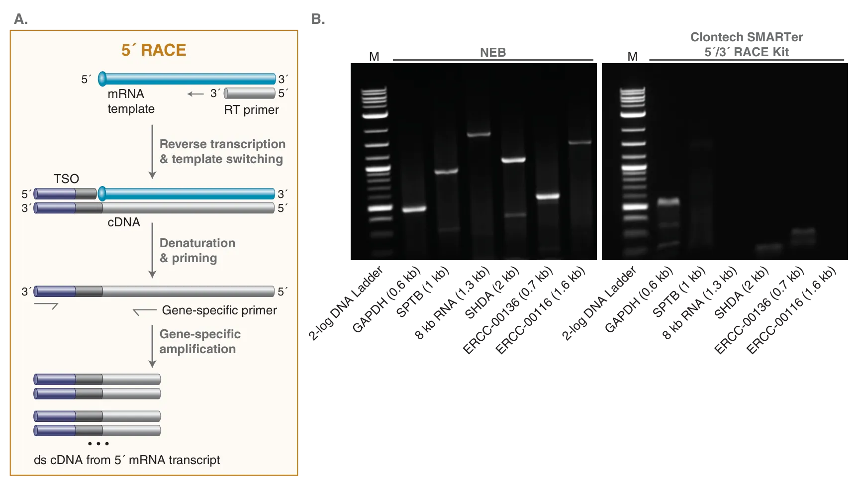 Template switching workflow for 5´ race with gel data 