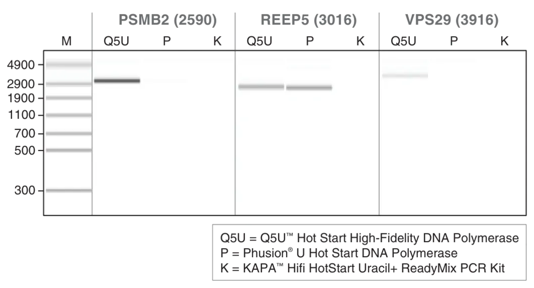 Gel depicting amplification performance for enzymatically-deaminated DNA