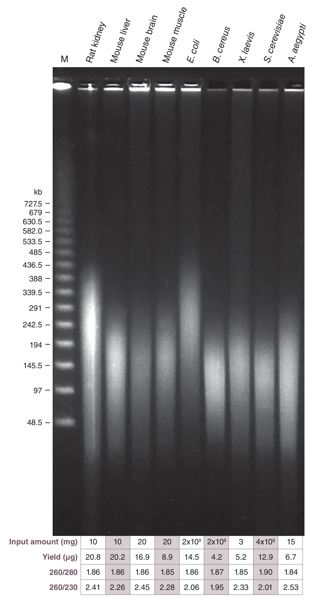 Gel depicting high-quality DNA from various sample types