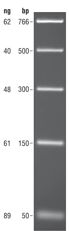 PCR Marker