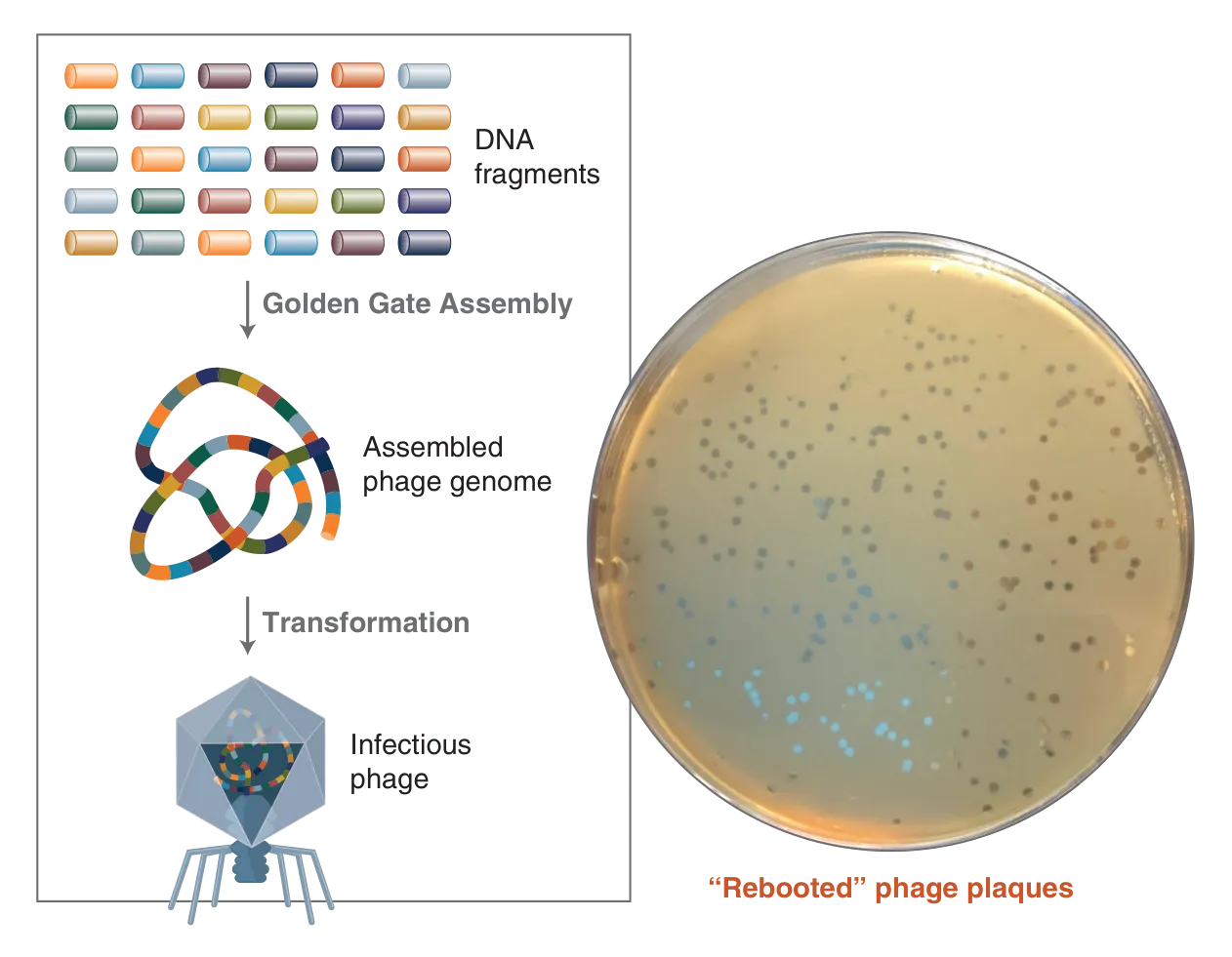 Diagram depicting 52-fragment Golden Gate Assembly in phage