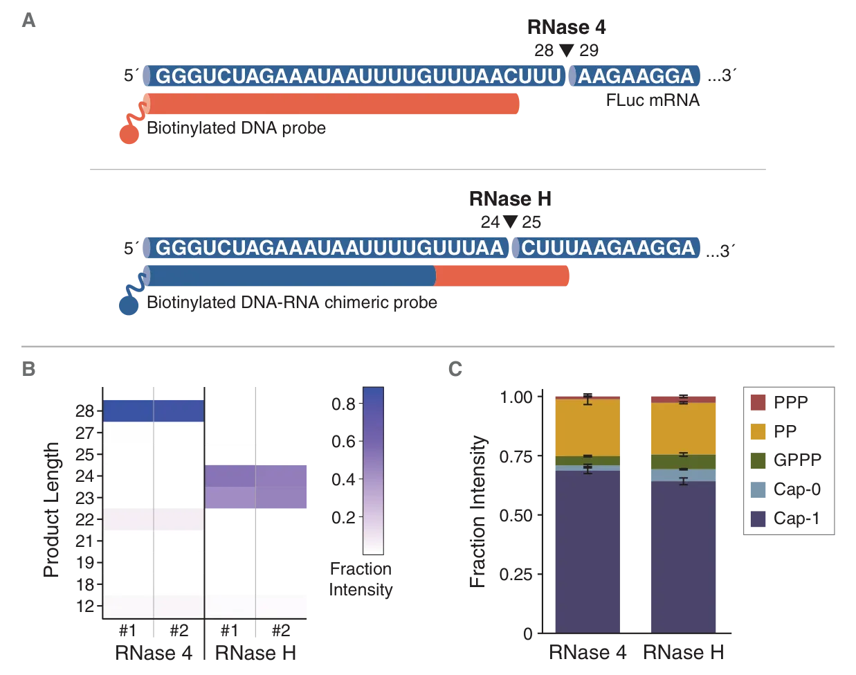 Diagram of RNase 4 digestion with biotinylated DNA probe or biotinylated DNA-RNA chimeric probe, and analysis of product length and fraction intensity of RNase 4 as comared to RNase H