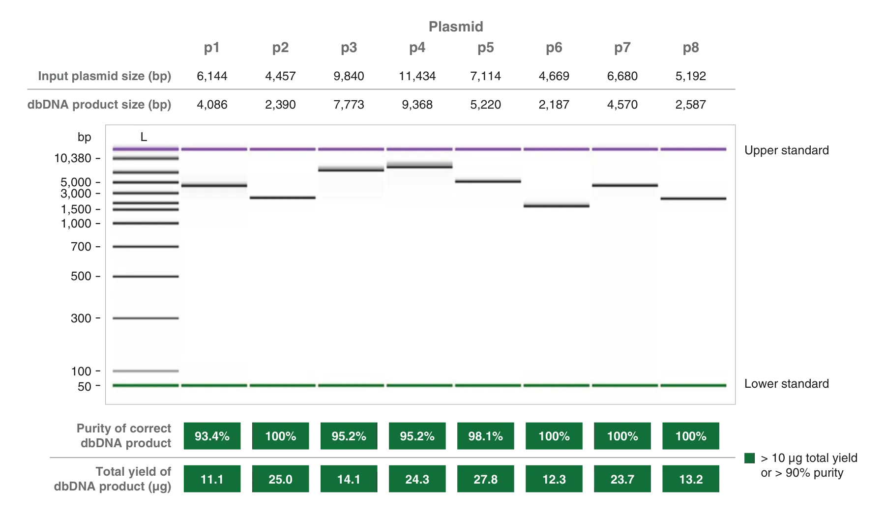 Gel depicting high dbDNA yield for various input plasmid sizes