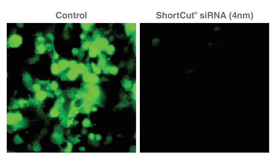 GFP silencing with ShortCut® RNAse III