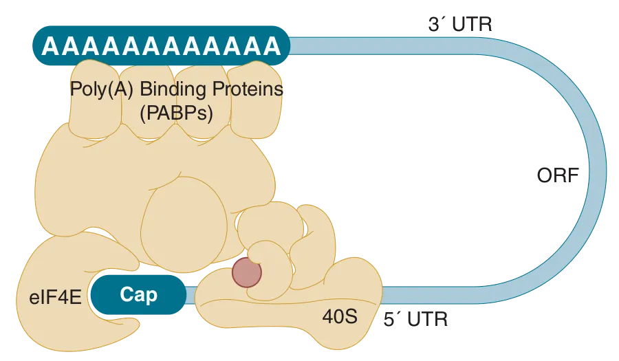 Diagram of translation initiation complex