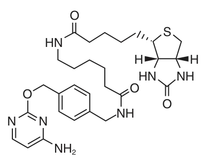 CLIP-Biotin structure