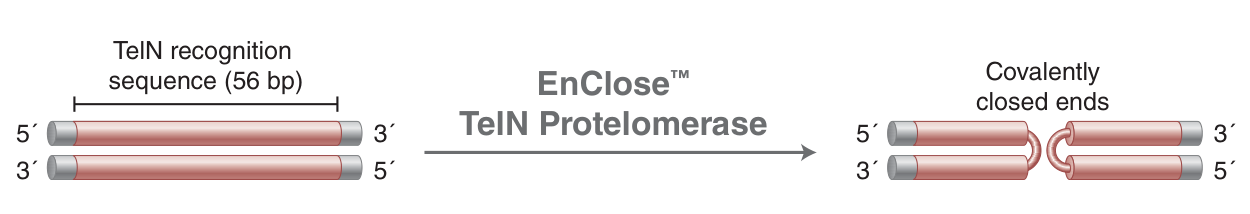 Mechanism of EnClose TelN Protelomerase, which forms covalently closed ends