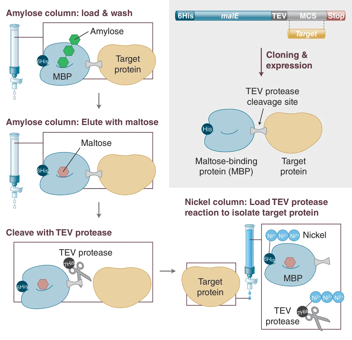 NEBExpress® MBP Fusion and Protein System workflow