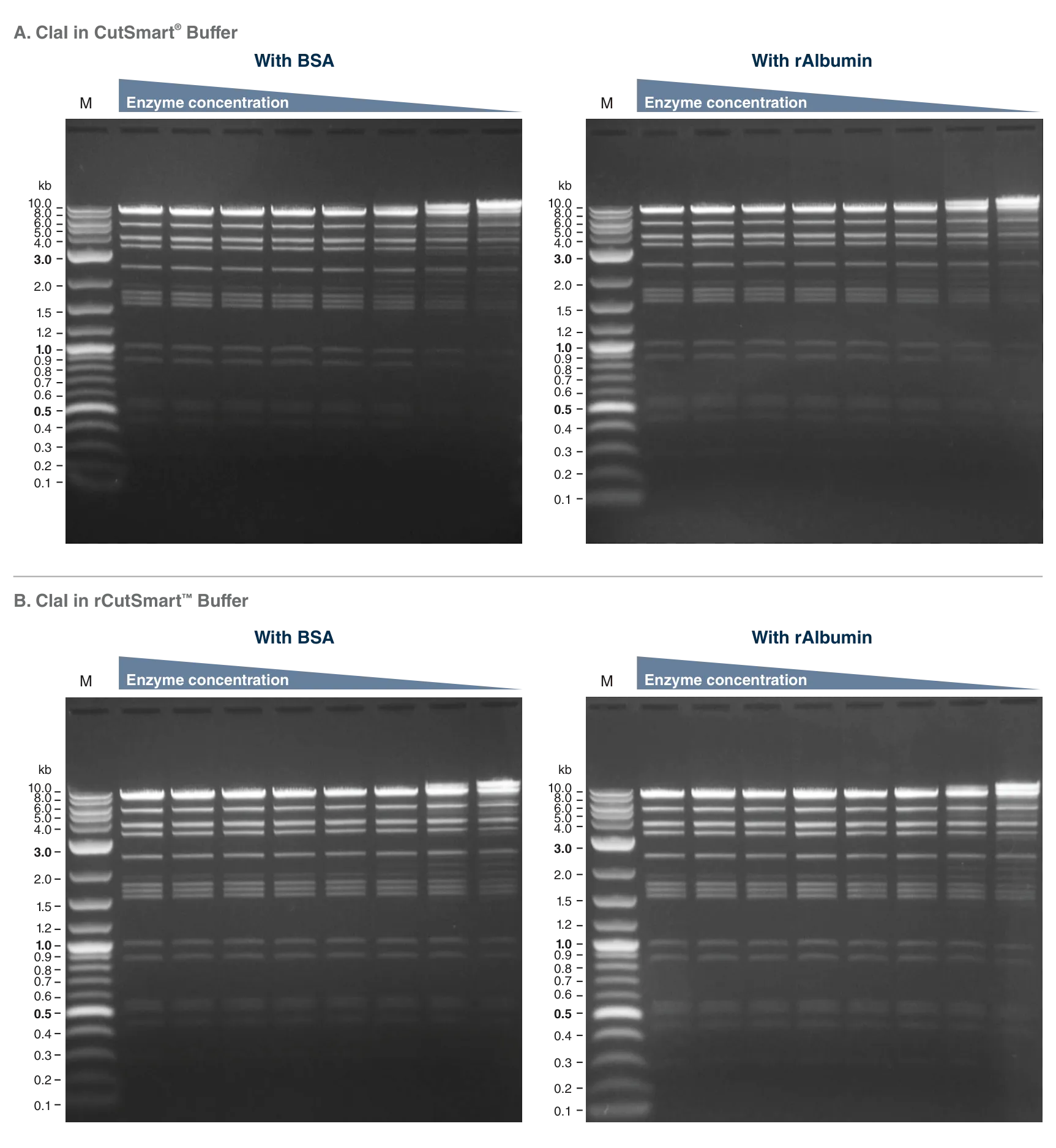 Comparison of ClaI in rCutSmart Buffer with Recombinant Albumin – rAlbumin – versus BSA