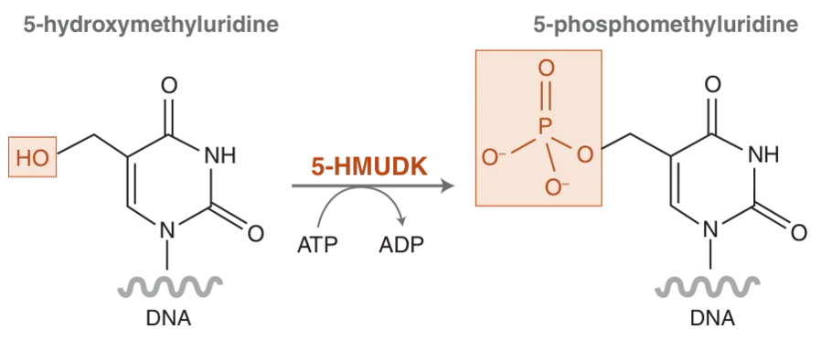 Conversion of 5-hydroxymethyluridine by 5-HMUDK to 5-phophomethyluridine